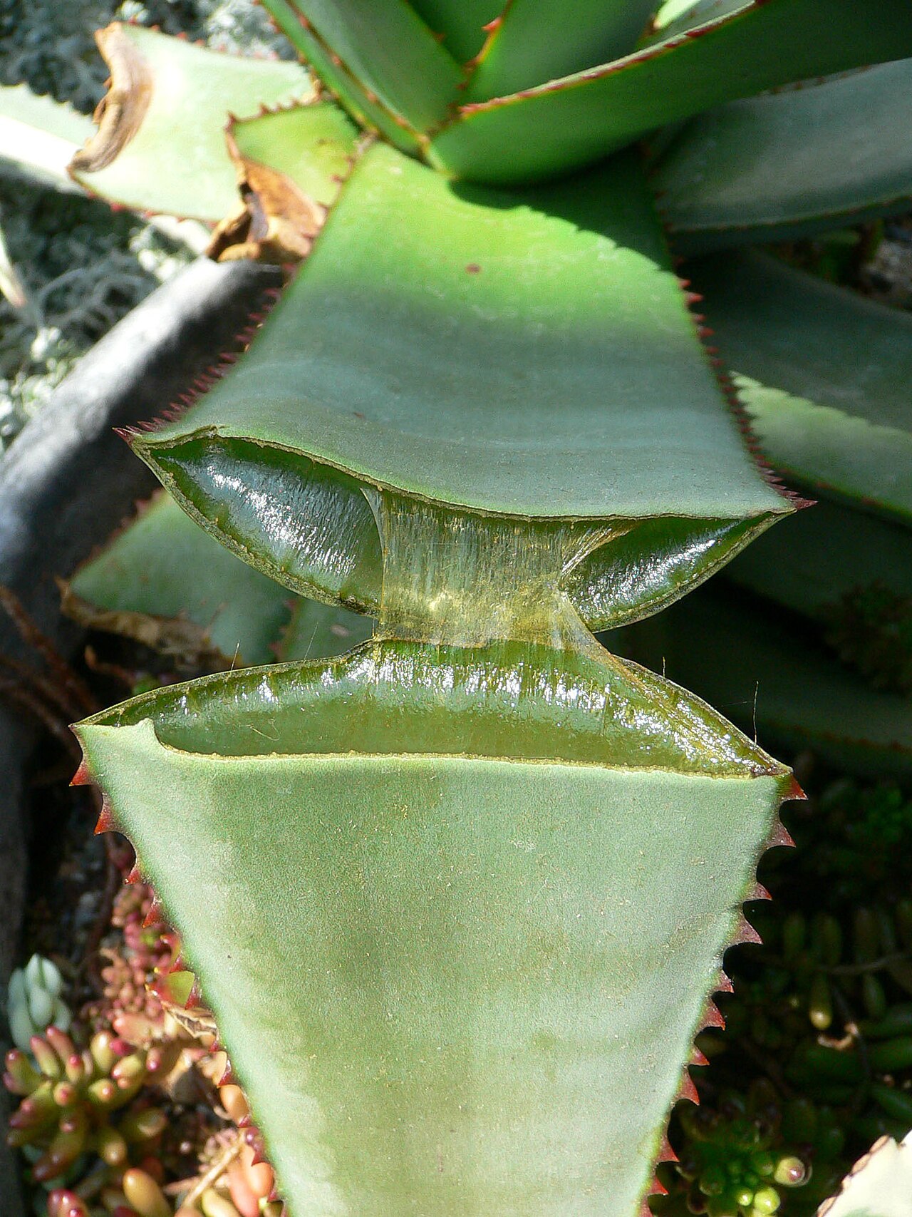 aloe vera — Aloe Vera Temmuzda Sarılık: Nedeni ve Kurtarma Yöntemi