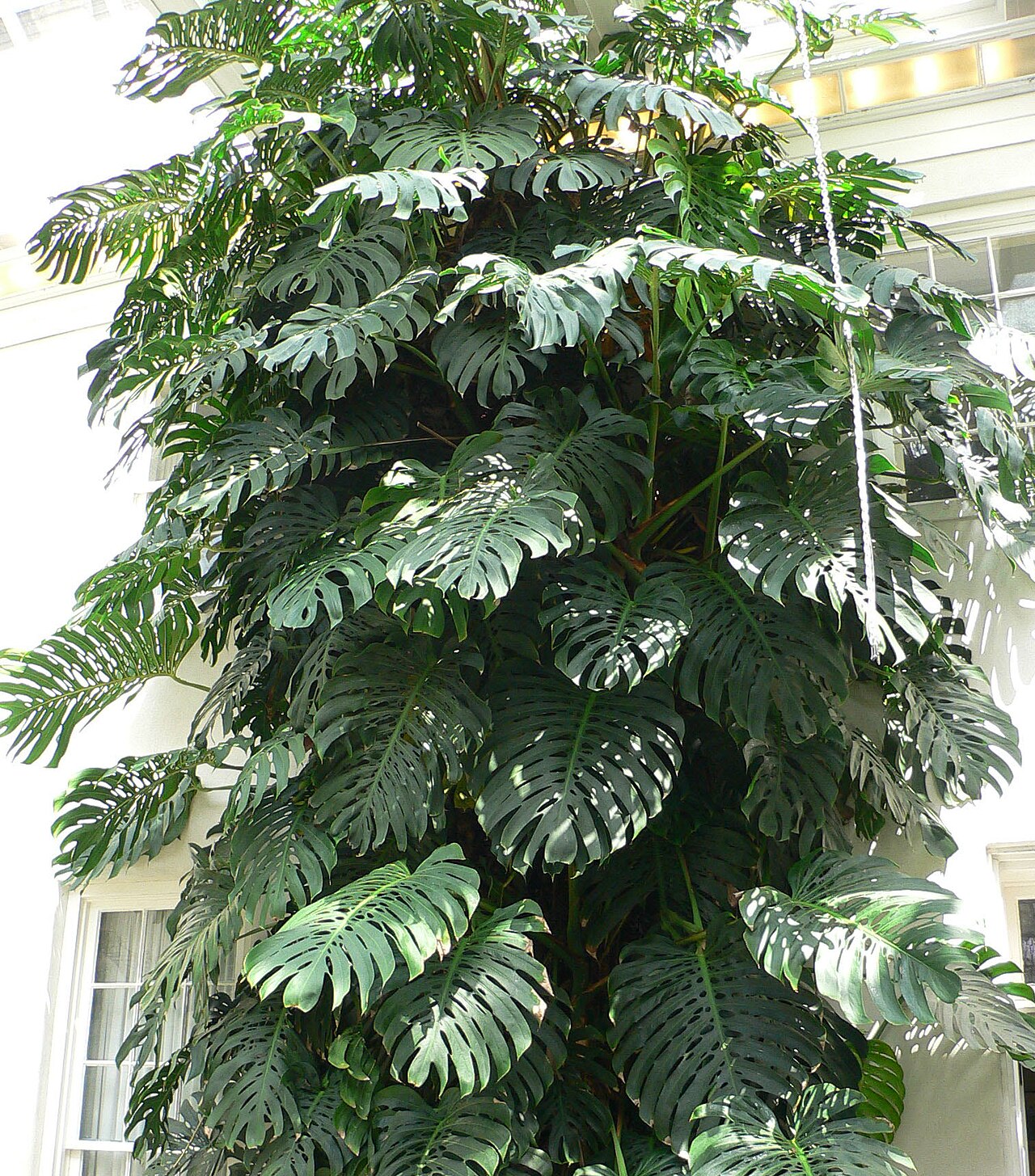 monstera — Monstera ve Orkidede Böcek Belirtileri: Hızlı Teşhis