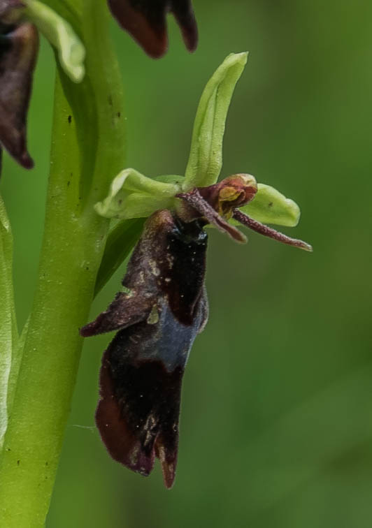 orkide — Orkide Hastalıkları: Teşhis ve Çözüm Rehberi
